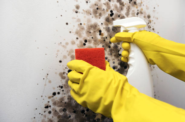 Best DIY Mold Remediation Support Services in Kendall West, FL